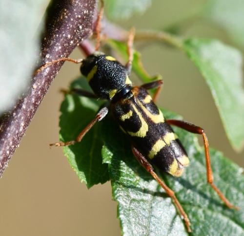 Xylotrechus arvicola